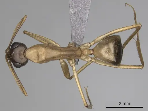 Camponotus maculatus - CASENT0264129