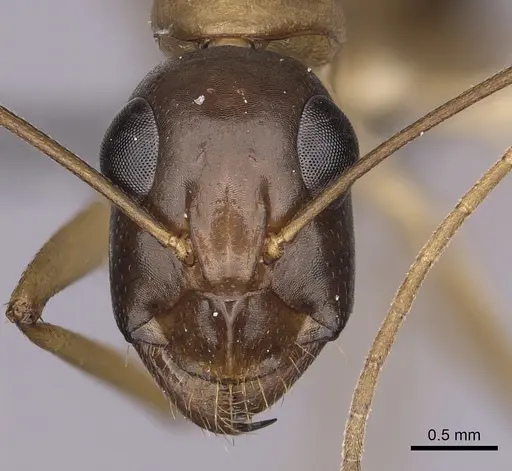 Camponotus maculatus - CASENT0264129