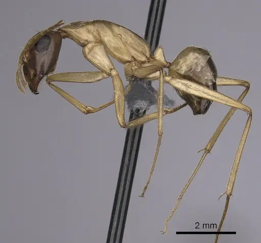 Camponotus maculatus - CASENT0264129