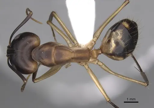 Camponotus maculatus - CASENT0280282