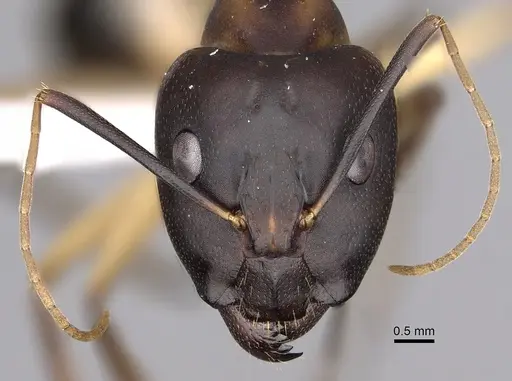 Camponotus maculatus - CASENT0280282
