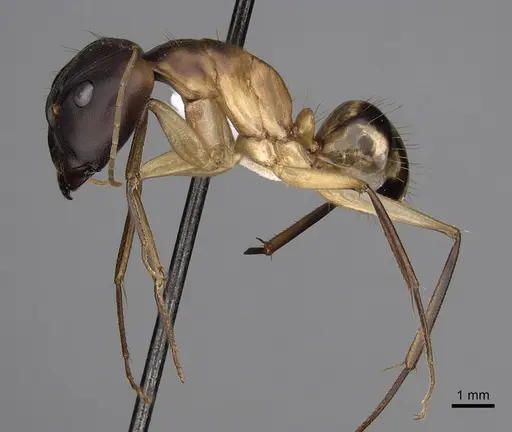 Camponotus maculatus - CASENT0280282