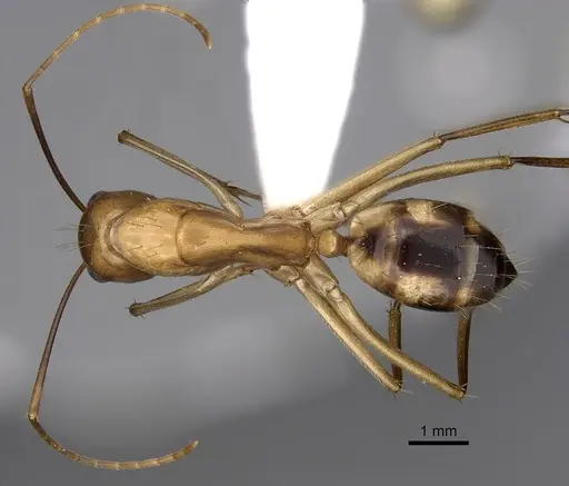 Camponotus maculatus - CASENT0280283