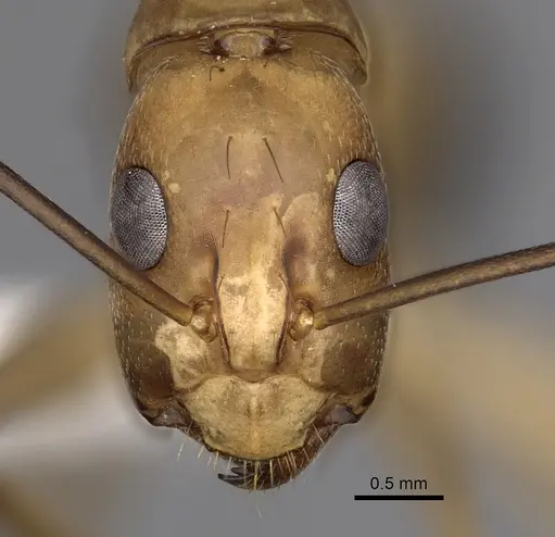 Camponotus maculatus - CASENT0280283