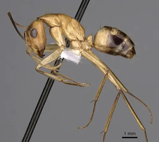 Camponotus maculatus - CASENT0280283