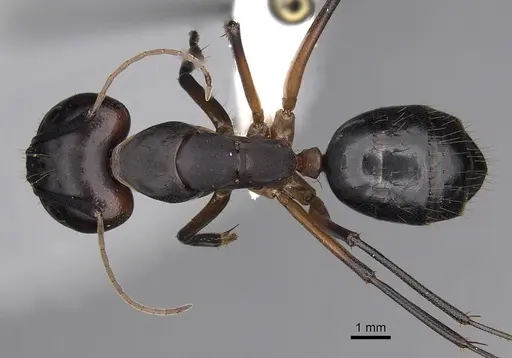 Camponotus maculatus - CASENT0280284