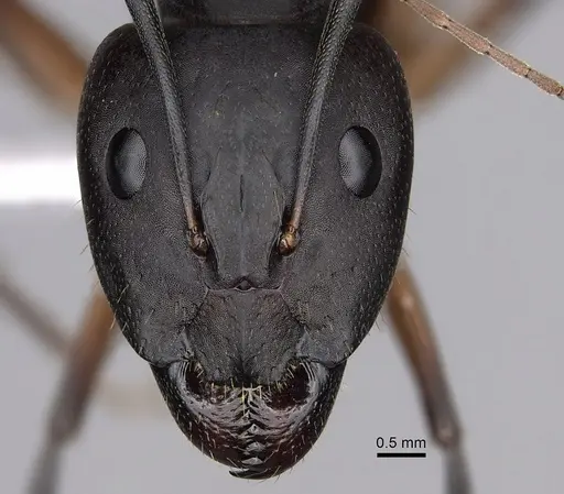 Camponotus maculatus - CASENT0280284