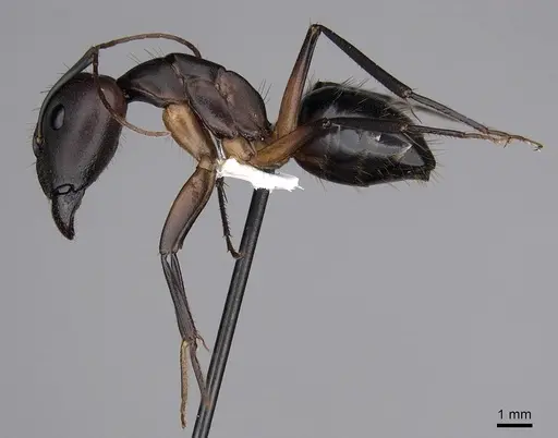 Camponotus maculatus - CASENT0280284