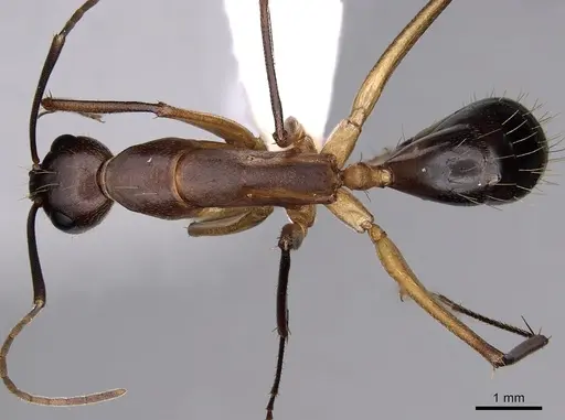 Camponotus maculatus - CASENT0280285