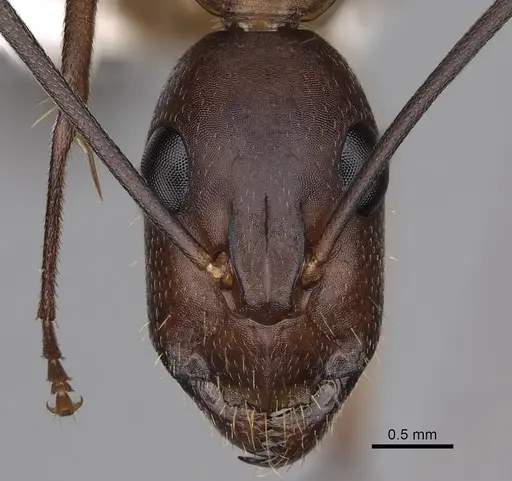 Camponotus maculatus - CASENT0280285