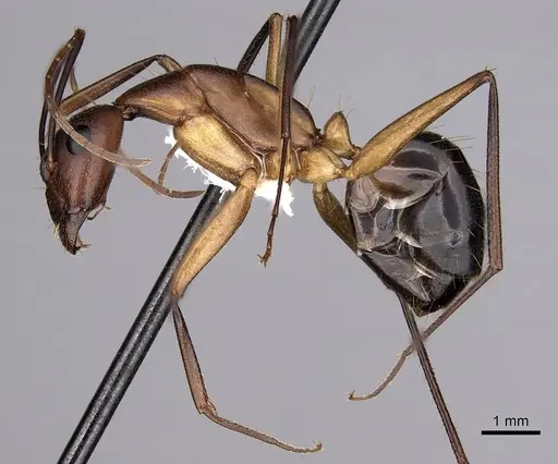 Camponotus maculatus - CASENT0280285