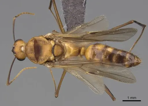 Camponotus maculatus - CASENT0774792