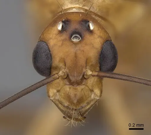 Camponotus maculatus - CASENT0774792