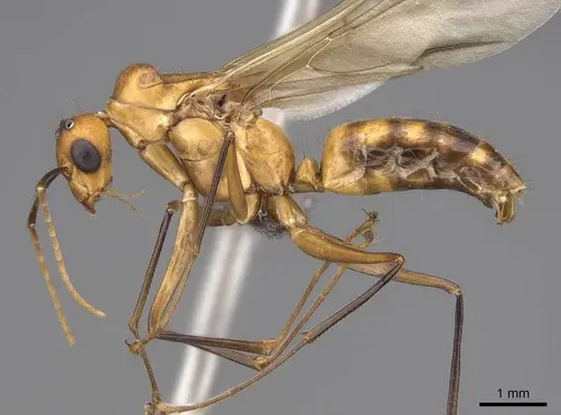 Camponotus maculatus - CASENT0774792