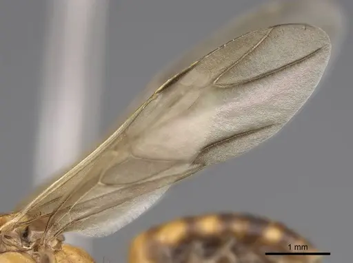 Camponotus maculatus - CASENT0774792