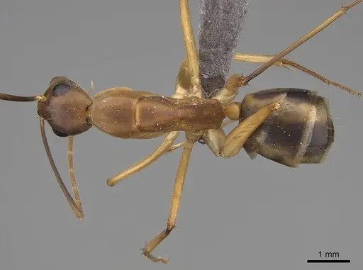 Camponotus maculatus - CASENT0775399