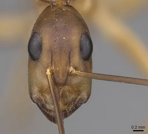 Camponotus maculatus - CASENT0775399