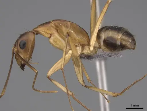 Camponotus maculatus - CASENT0775399