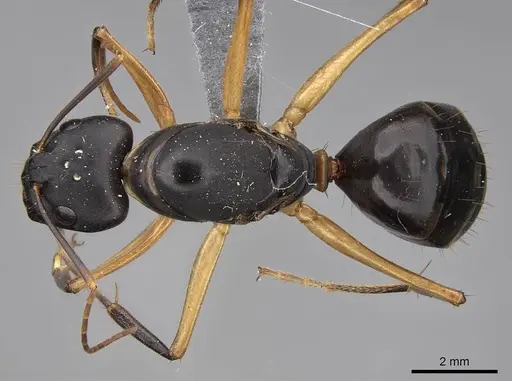 Camponotus maculatus - CASENT0775400