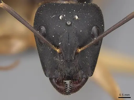 Camponotus maculatus - CASENT0775400