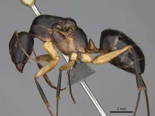 Camponotus maculatus - CASENT0775400