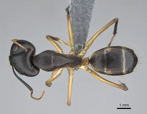 Camponotus maculatus - CASENT0785938