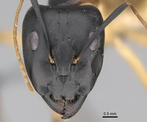 Camponotus maculatus - CASENT0785938