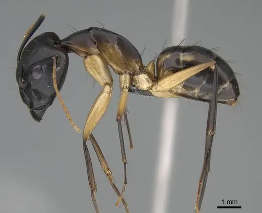 Camponotus maculatus - CASENT0785938