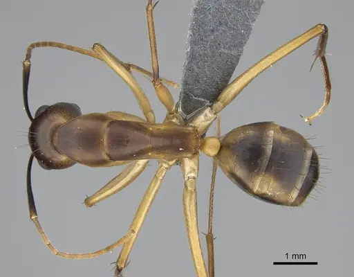 Camponotus maculatus - CASENT0785939