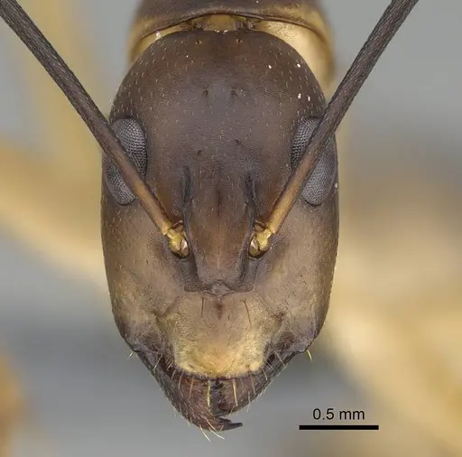 Camponotus maculatus - CASENT0785939