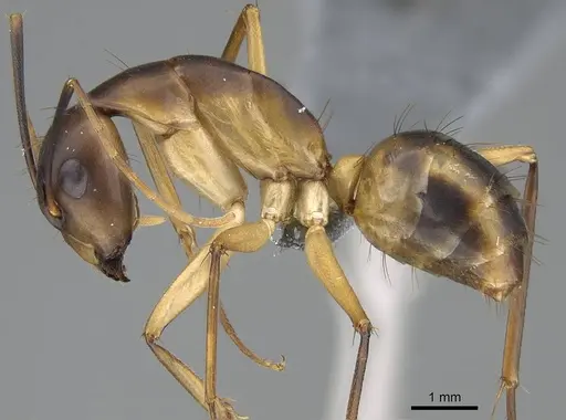 Camponotus maculatus - CASENT0785939