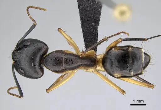 Camponotus maculatus - CASENT0822198
