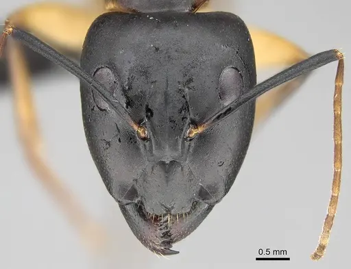 Camponotus maculatus - CASENT0822198