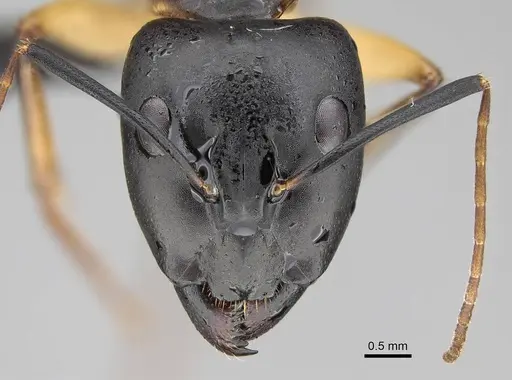 Camponotus maculatus - CASENT0822198