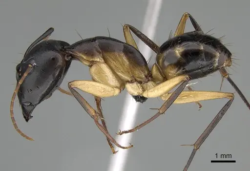 Camponotus maculatus - CASENT0822198