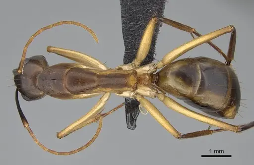 Camponotus maculatus - CASENT0822199