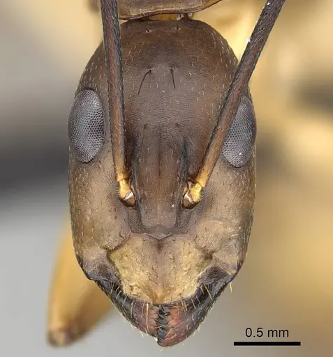 Camponotus maculatus - CASENT0822199