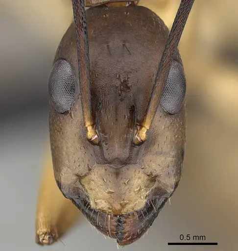 Camponotus maculatus - CASENT0822199