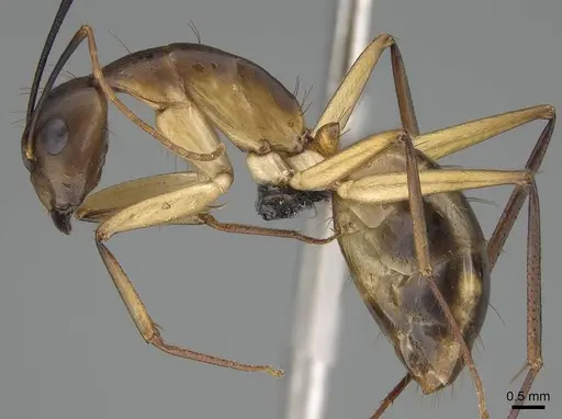 Camponotus maculatus - CASENT0822199