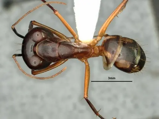 Camponotus maculatus - CASENT0883446
