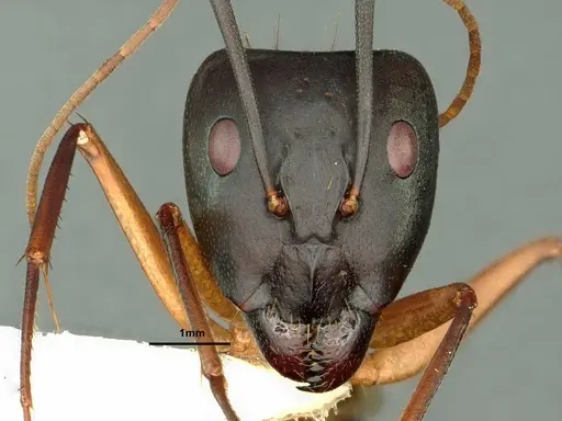 Camponotus maculatus - CASENT0883446