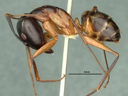 Camponotus maculatus - CASENT0883446