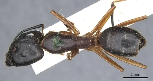 Camponotus maculatus - CASENT0903511