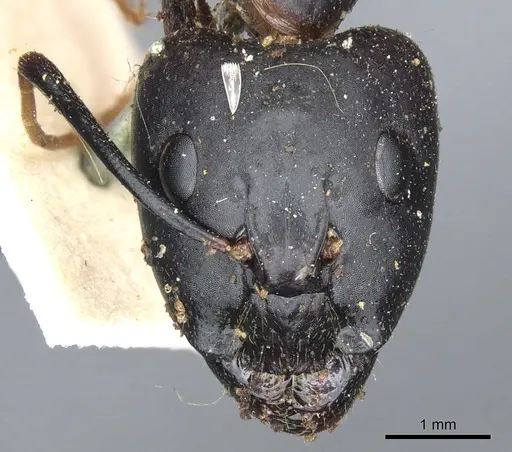 Camponotus maculatus - CASENT0903511