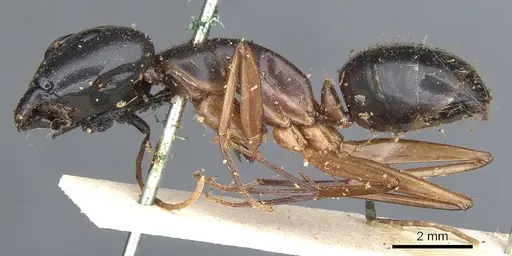 Camponotus maculatus - CASENT0903511