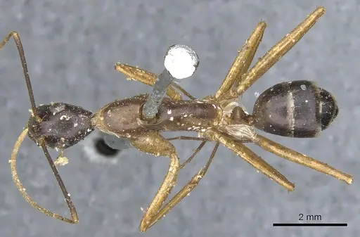 Camponotus maculatus - CASENT0903512