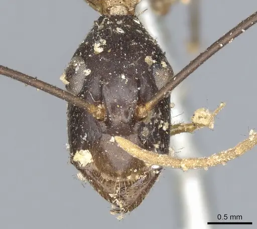 Camponotus maculatus - CASENT0903512