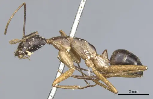 Camponotus maculatus - CASENT0903512