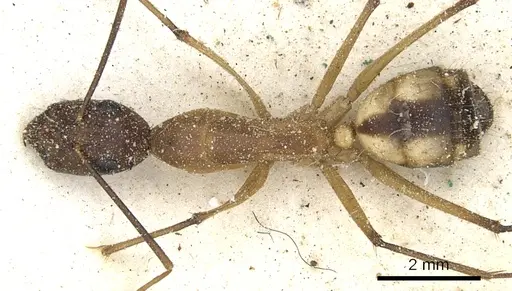 Camponotus maculatus - CASENT0903513