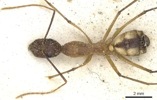 Camponotus maculatus - CASENT0903513